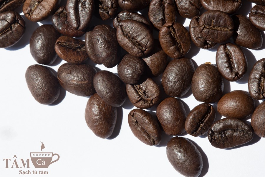 Culi Robusta